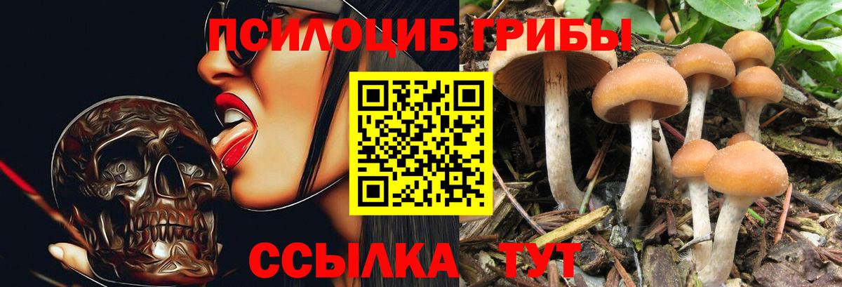Псилоцибиновые грибы GOLDEN TEACHER Дубна